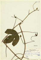 藏品(西番蓮)的圖片